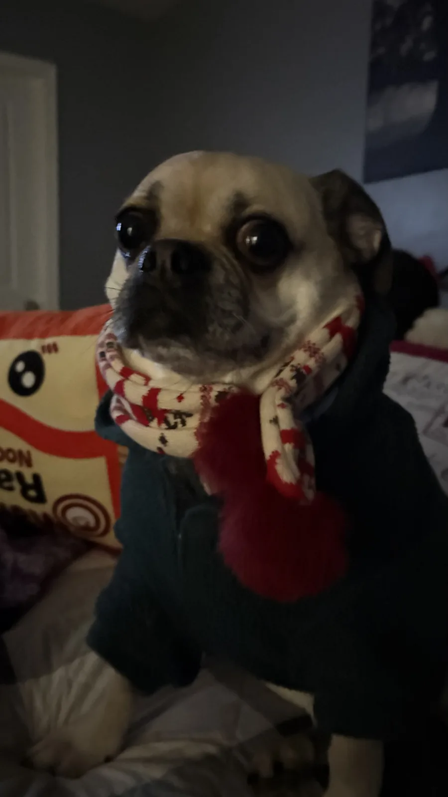 Introducing Handsome Yoyo, the adorable chug!