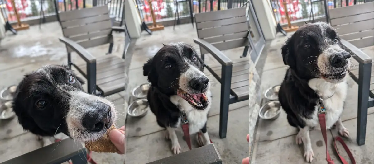 A black and white dog is shown in three panels: first, eagerly licking a treat from a human hand; second, looking up with a…