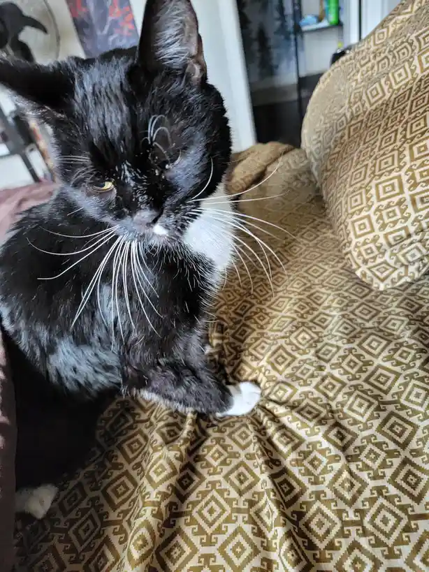 A black and white cat with a grumpy expression sits on a patterned couch, looking slightly annoyed. The overlaid text reads…
