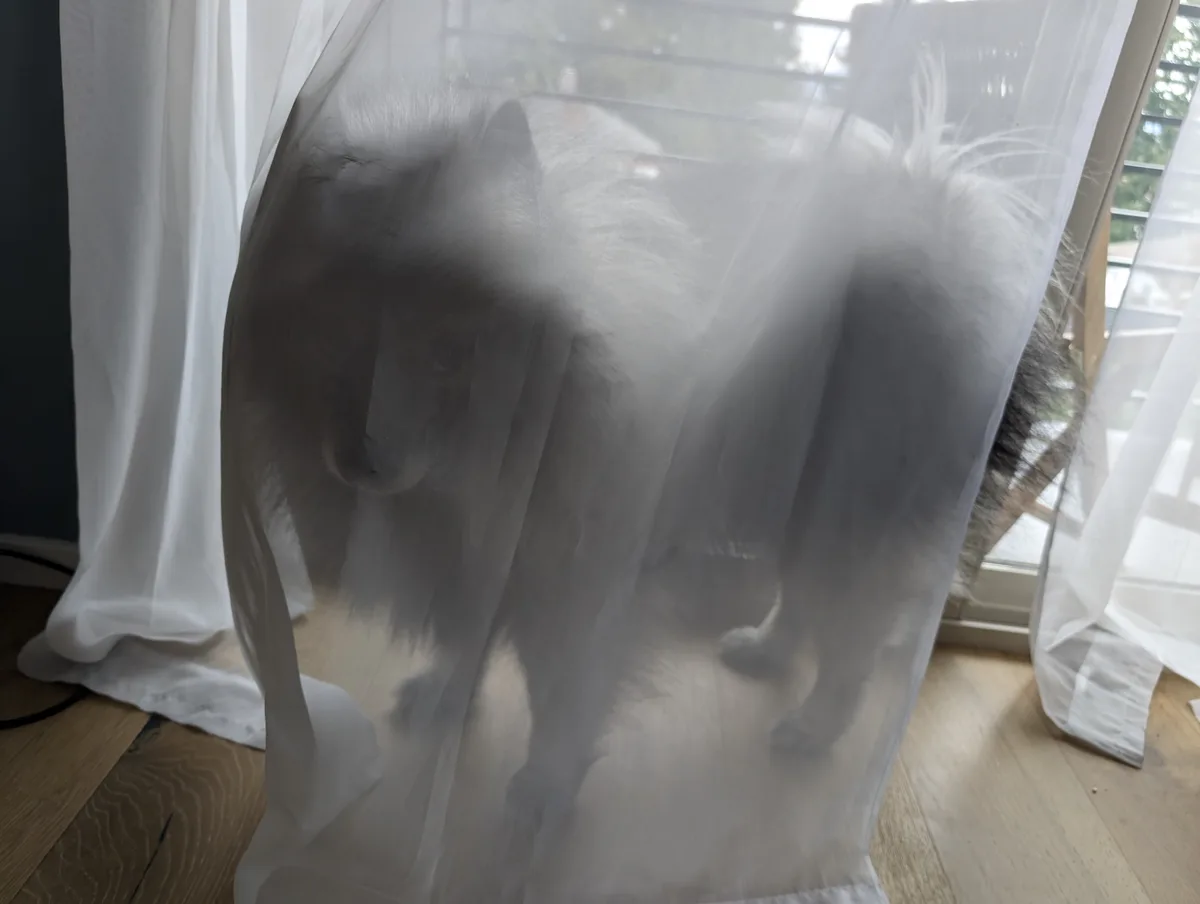 A fluffy dog with dark fur is standing behind a sheer white curtain, looking directly at the camera with a serious…