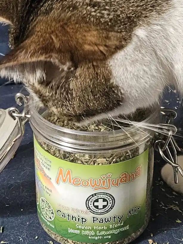 A brown and white cat is seen with its head buried in a glass jar labeled 'Meowijuana Cathnip Pawty Mix', sniffing or eating…