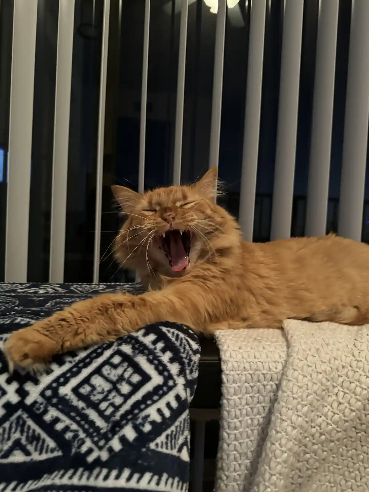 A fluffy orange tabby cat is lying on a patterned blanket and yawning widely with its mouth open, showing its teeth and…