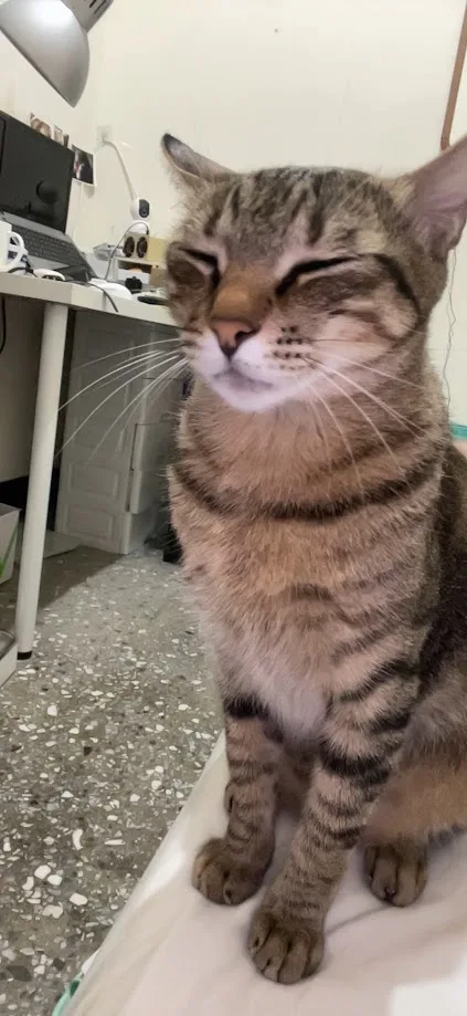 A tabby cat with closed eyes and a contented expression sits on a white surface, likely a bed or couch, in a room with a…