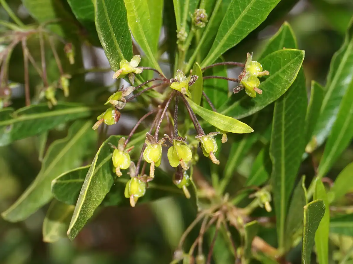 A close-up photo of a plant with small, greenish-yellow flowers and elongated green leaves, with the overlaid text reading…