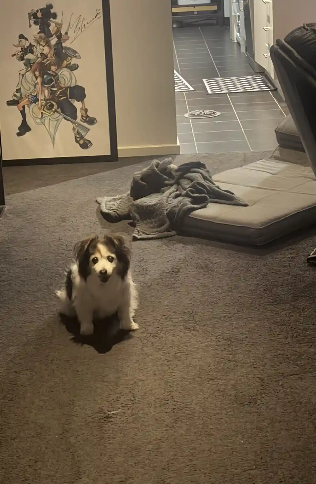 Daily Dose of My Adorable Dog Panko