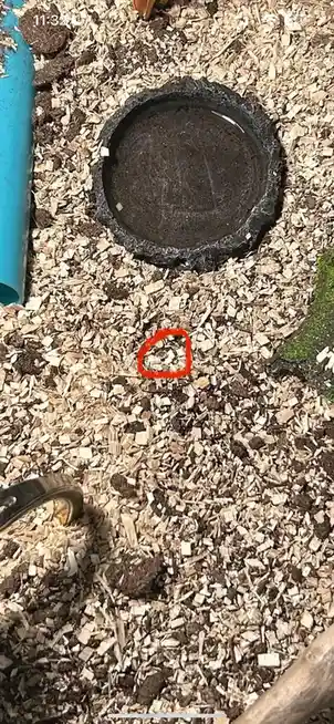 A close-up photo of wood chip mulch in a garden, with a small, irregularly shaped cluster of mulch pieces circled in red. A…