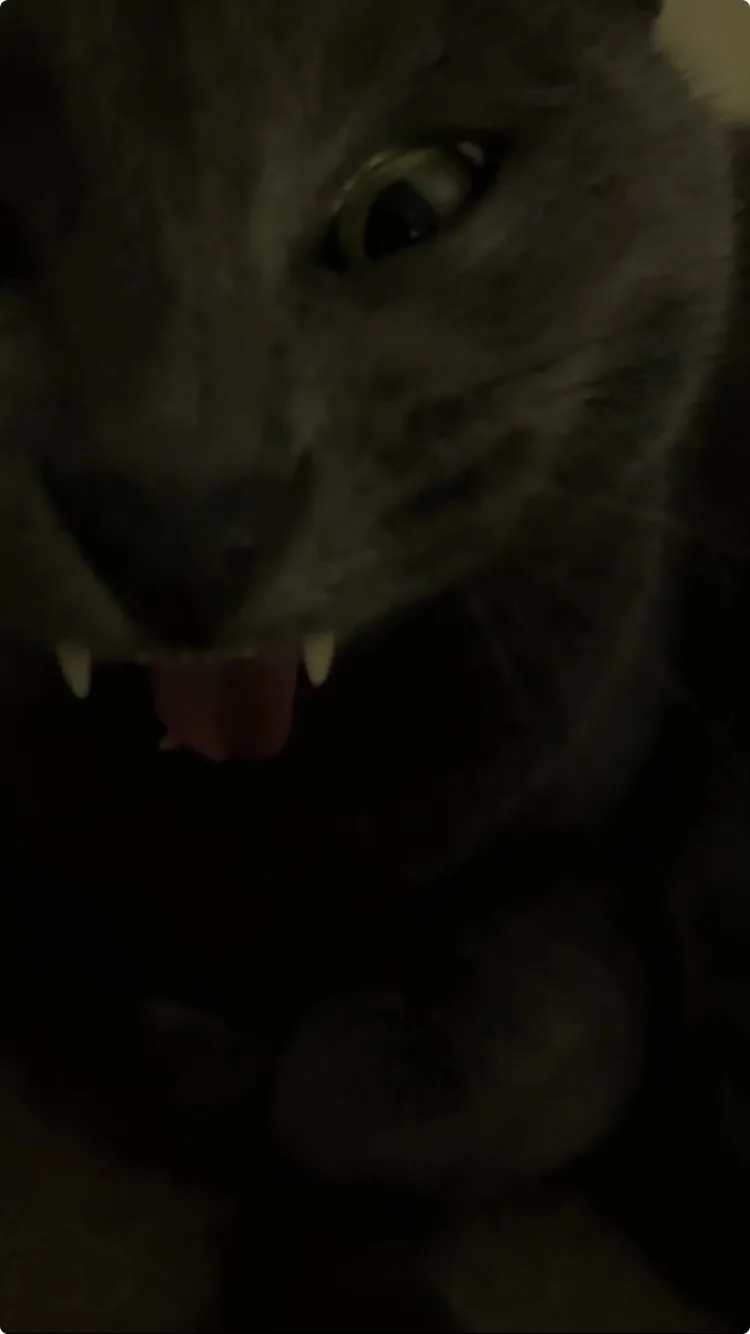 A close-up, dimly lit photo of a gray cat with its mouth open, showing its teeth and tongue, giving a menacing or aggressive…