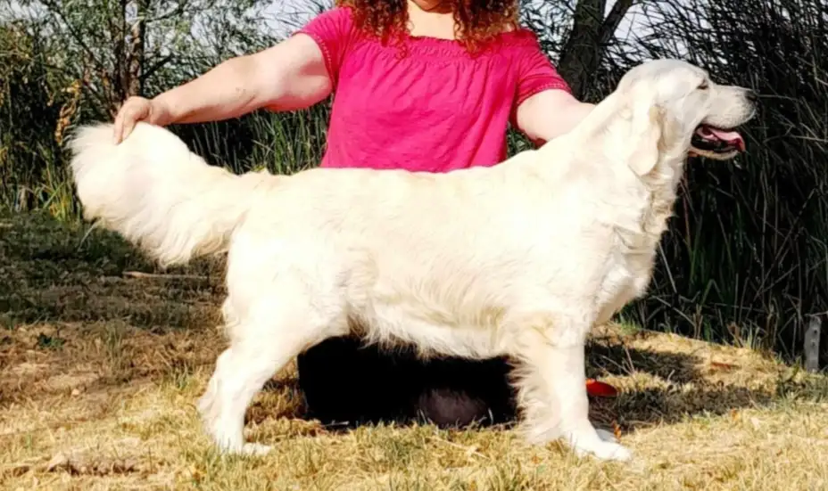A person in a pink shirt stands behind a large, fluffy white dog, holding its tail and guiding its posture. The dog stands…