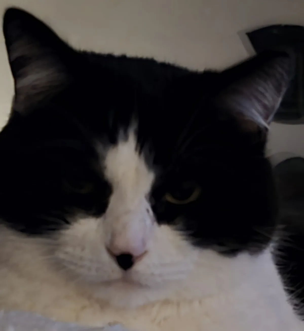 A close-up photo of a black and white cat with a stern, unimpressed expression, looking directly at the camera. The cat has…