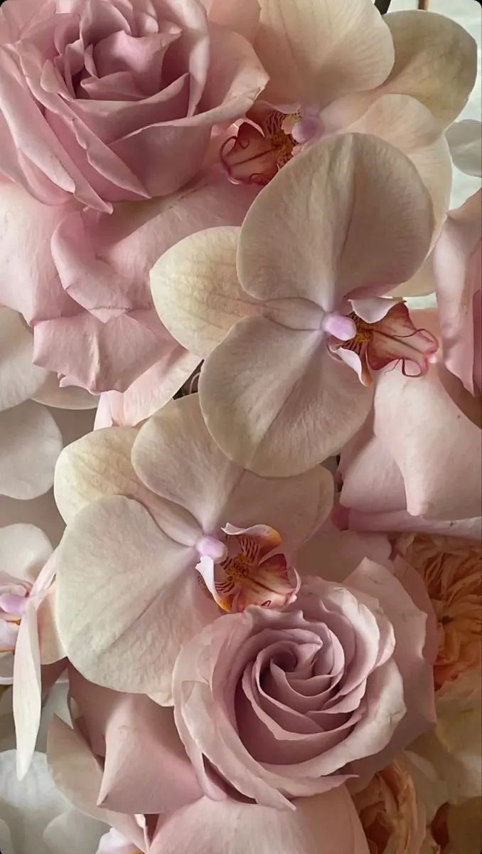 A close-up photo of soft pink roses and creamy white orchids intertwined, with overlaid text reading 'i'm not a rose, i'm an…