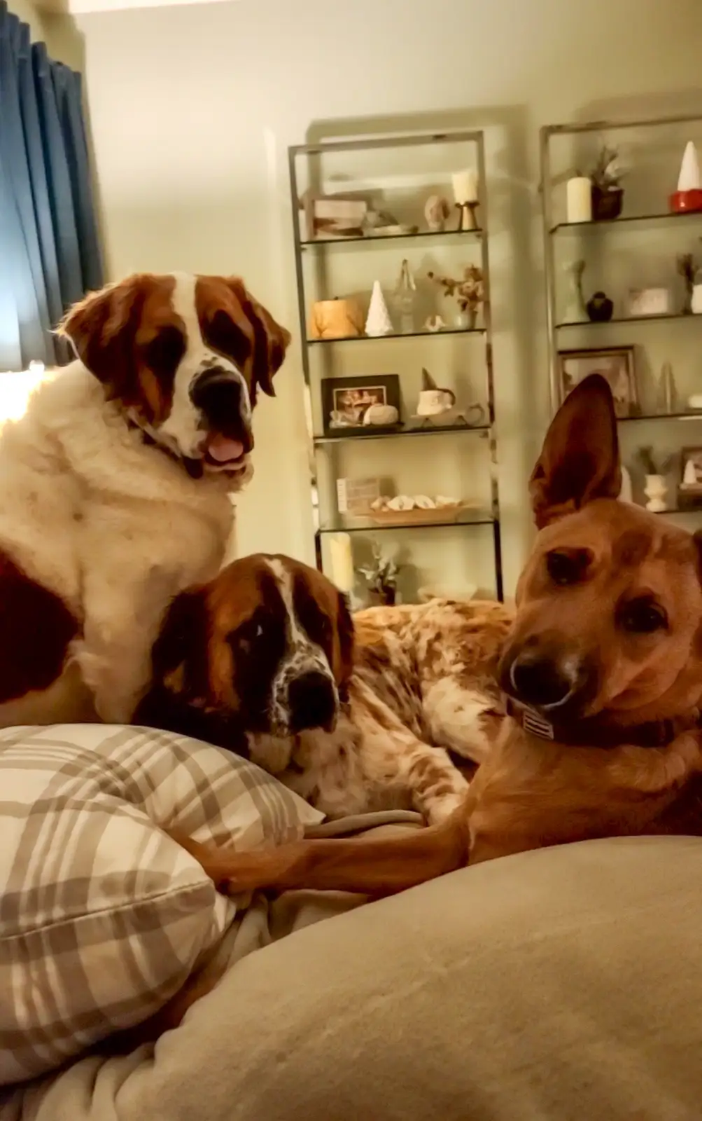 Three dogs are lounging on a bed in a cozy room with shelves in the background. The dog on the left is a large Saint Bernard…
