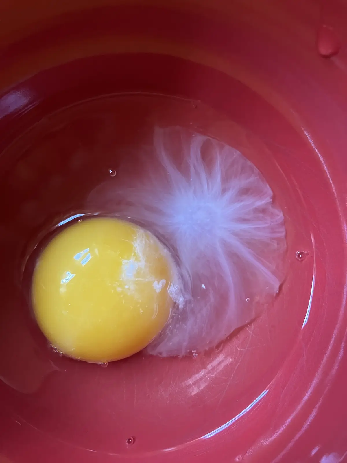 A cracked egg with a bright yellow yolk and a translucent, web-like white sits in a red plastic bowl. The white appears to…