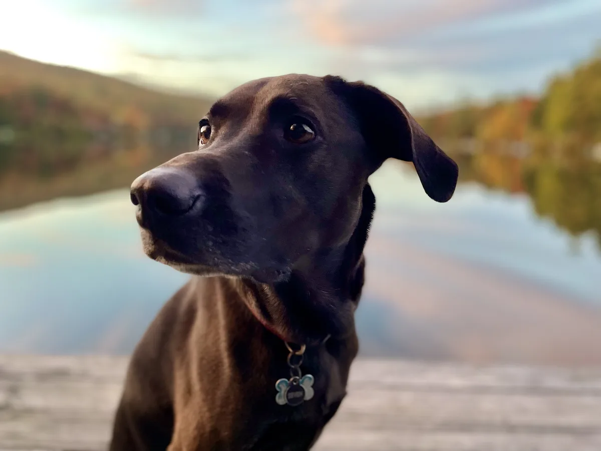 A close-up photo of a dark brown dog with a calm, slightly upward-looking expression, wearing a collar with a bone-shaped…