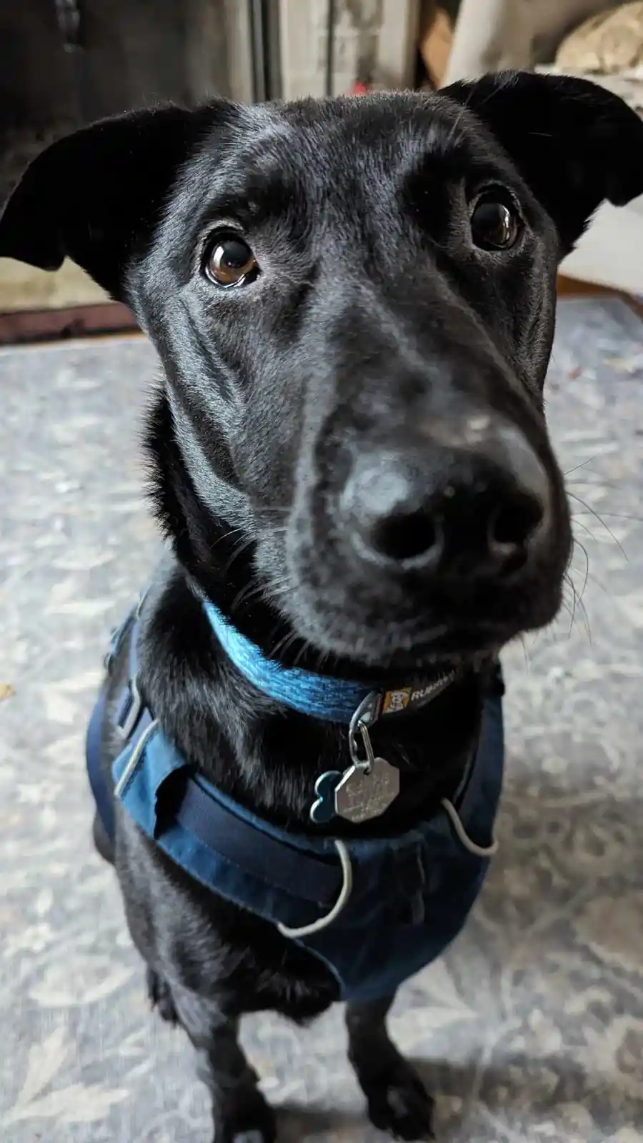 A close-up photo of a black dog with large, pleading brown eyes looking directly at the camera, wearing a blue harness and…