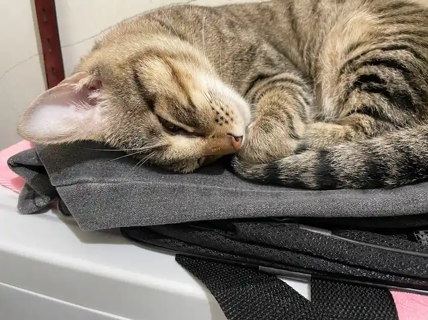 Charming Cat Moments