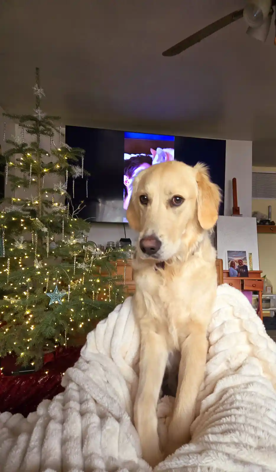 A golden retriever sits upright on a white fluffy blanket in a living room, looking directly at the camera with a calm…