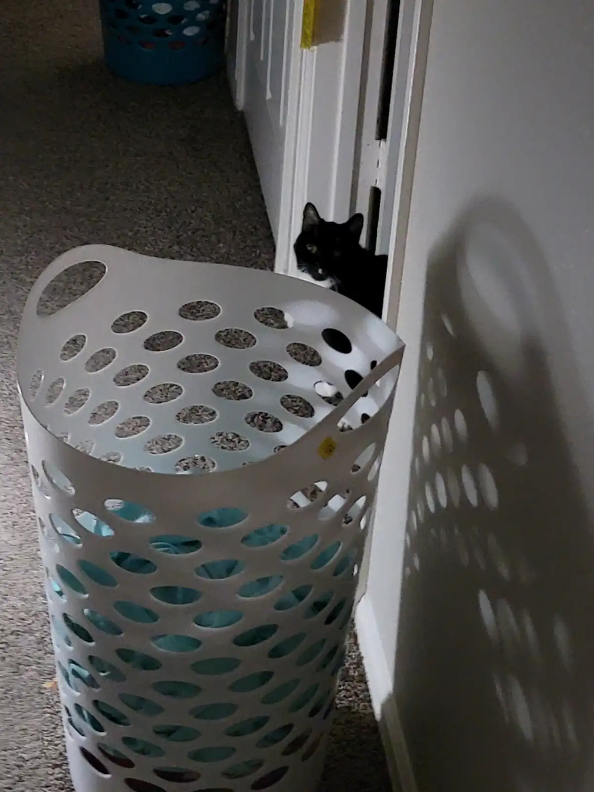 Daily Cat Chronicles: #1265