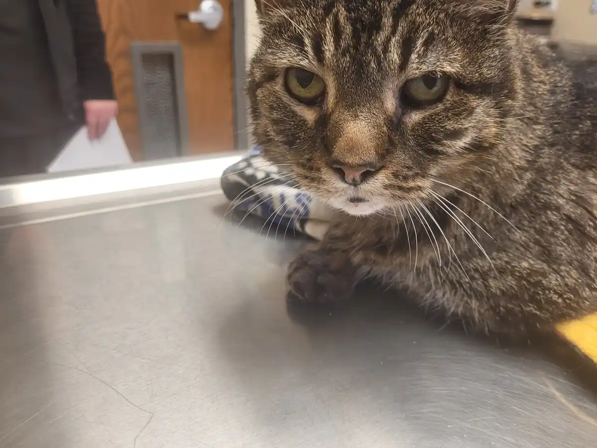 A tabby cat with green eyes lies on a stainless steel veterinary exam table, looking directly at the camera with a bored or…