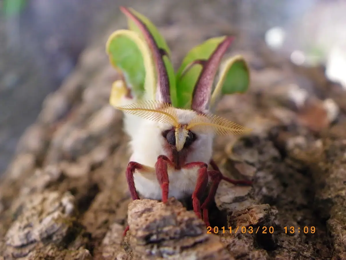 A close-up photo of a luna moth with green and purple leaf-like wings perched on tree bark, overlaid with the text 'i'm not…