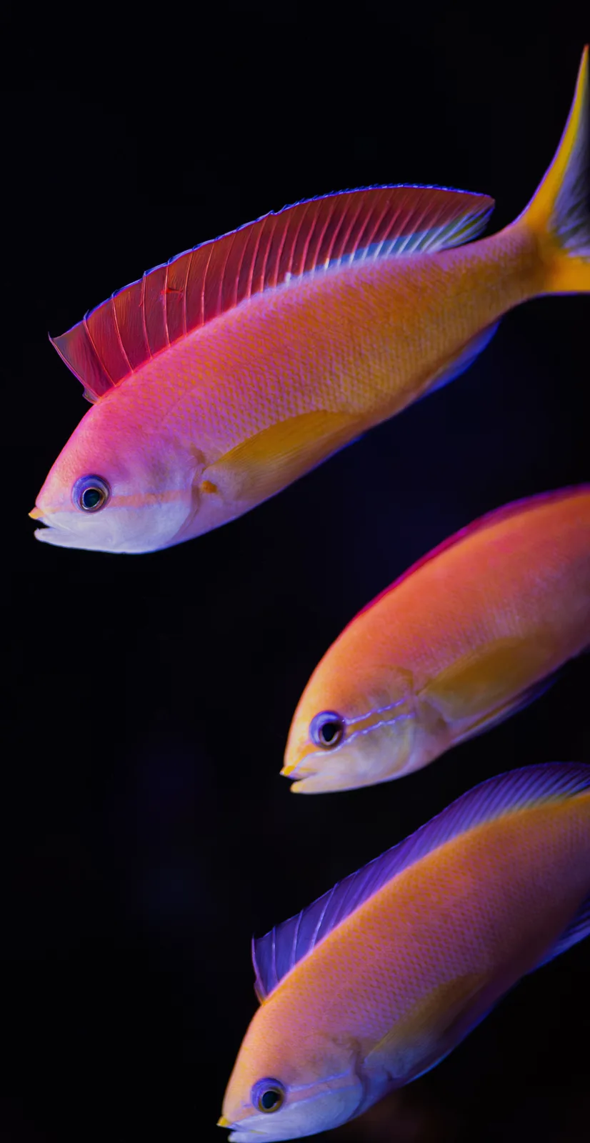 My Attempt at Creating Fish-Themed Wallpaper