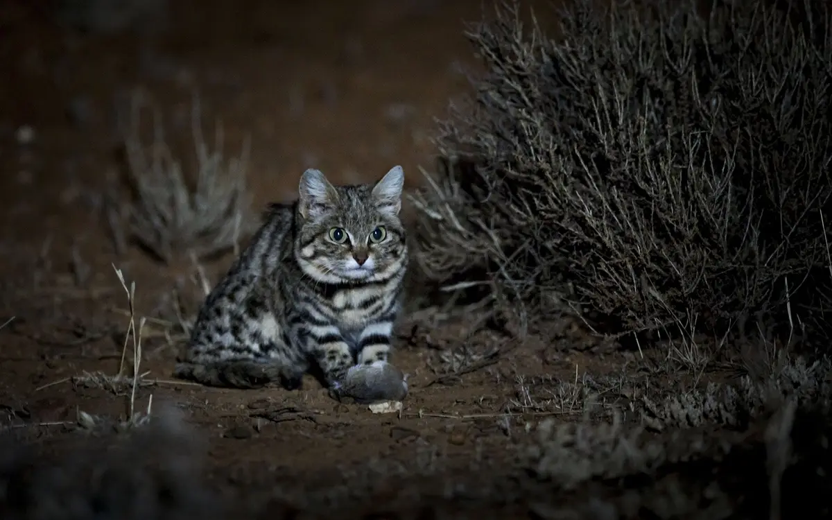 A wildcat with tabby markings sits alertly on dirt at night, surrounded by dry brush, staring intently forward. The overlaid…