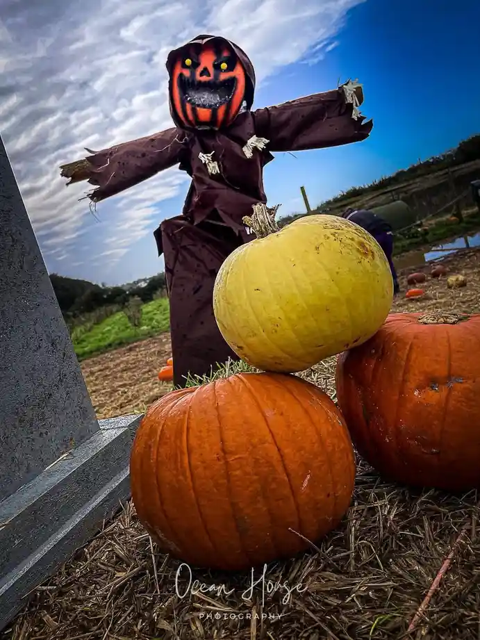 A scarecrow with a painted skull face and tattered brown clothing stands behind a stack of pumpkins, including one yellow…