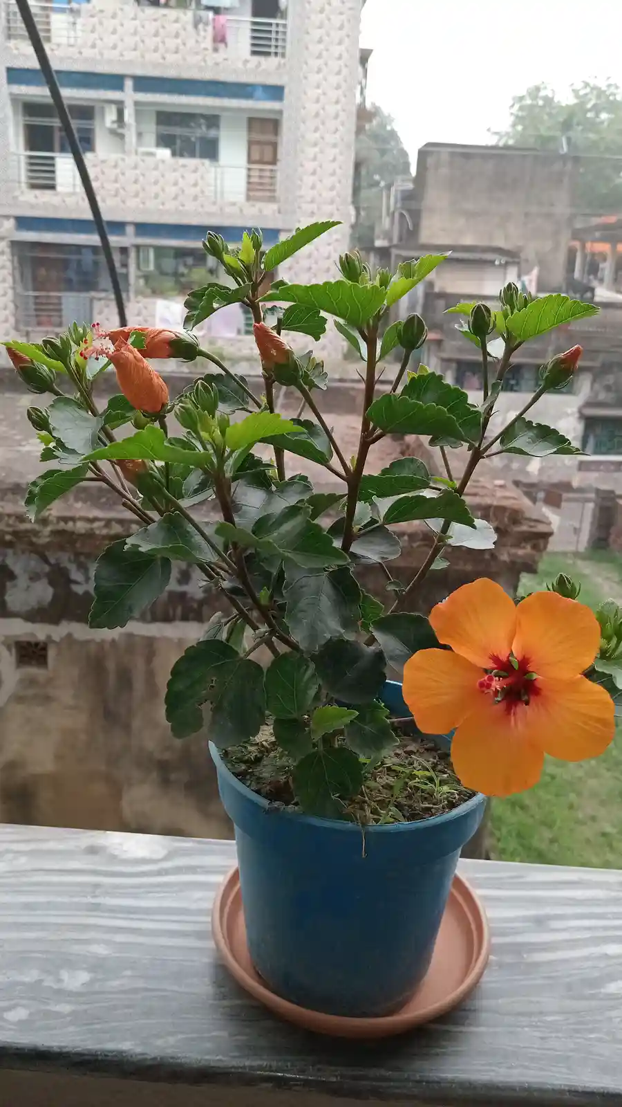 A potted hibiscus plant with one bright orange flower in bloom and many buds, sitting on a windowsill with urban buildings…