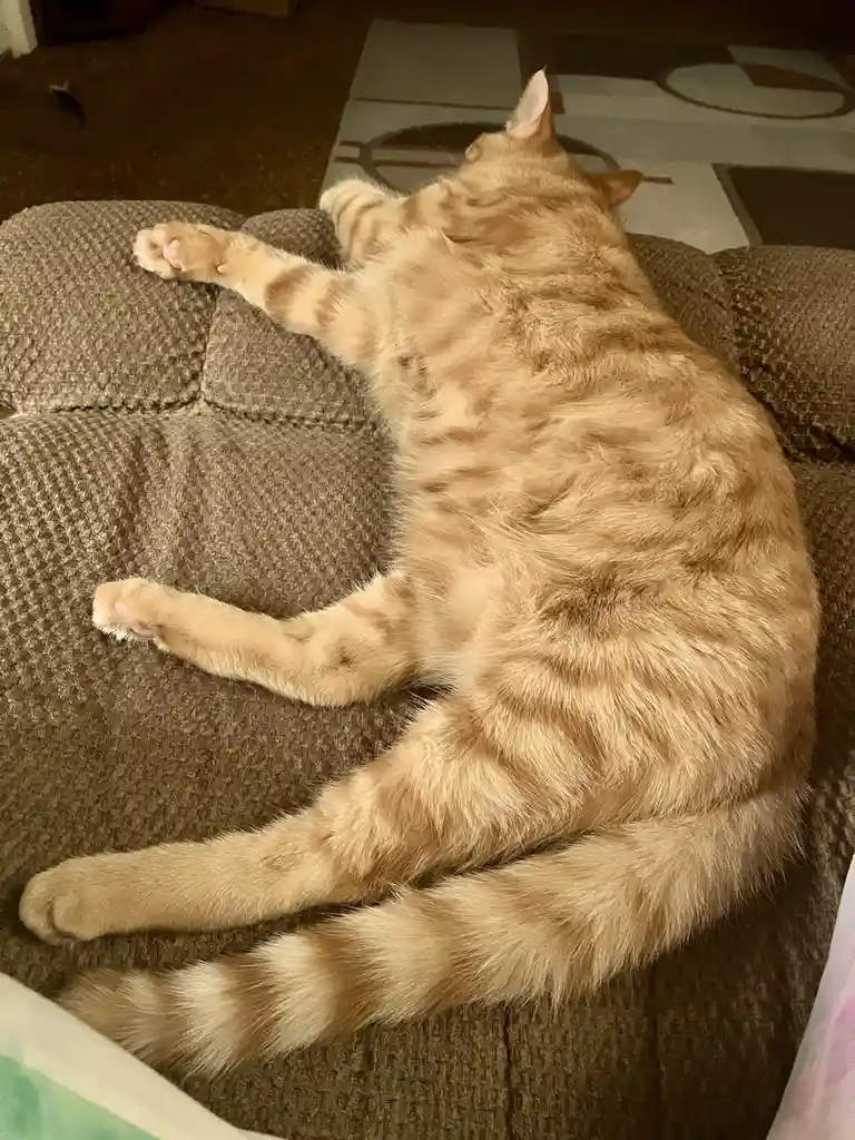 Caturday vibes with a sleepy Aubrey