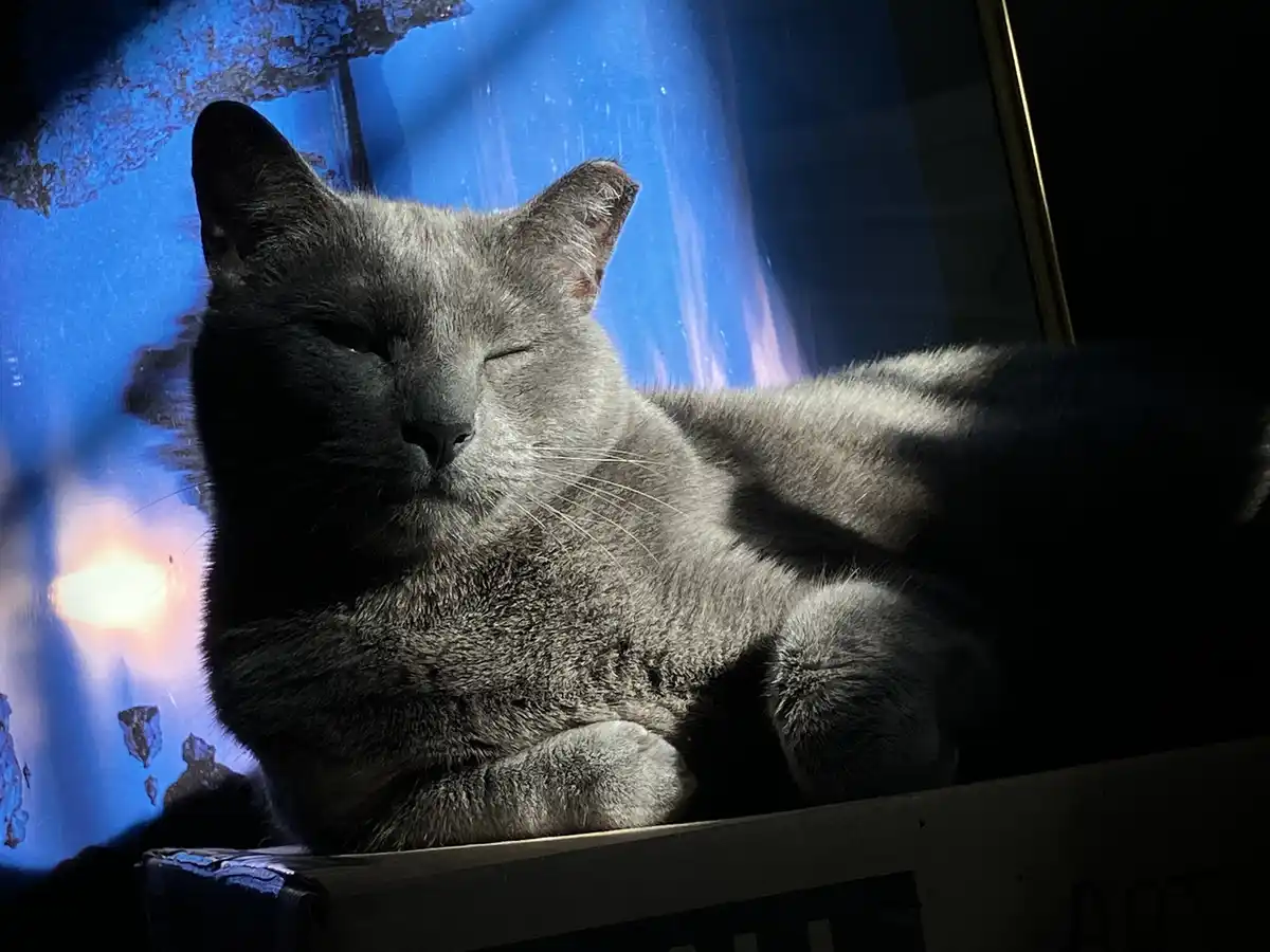 A gray cat with its eyes half-closed is lounging peacefully on a surface, appearing deeply relaxed. Behind it, a blue-lit…