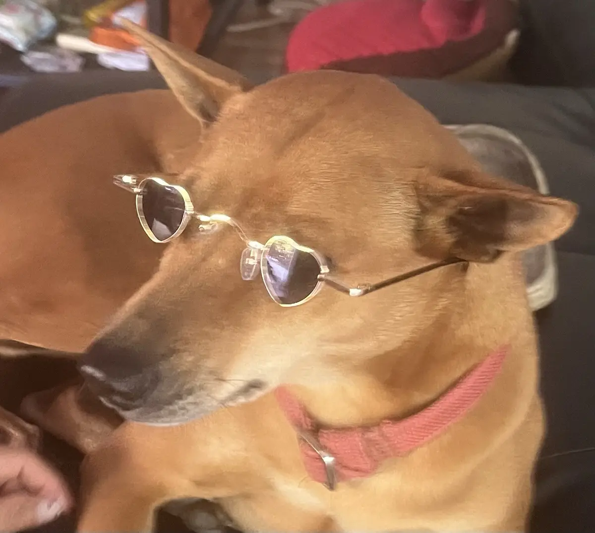 A tan dog with pointed ears is lying down indoors, wearing small heart-shaped sunglasses with gold frames and dark lenses…