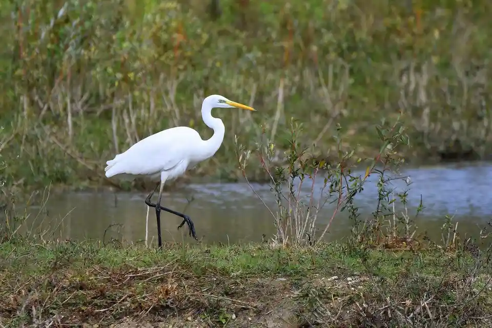 Elegant Great Egret Spotted in France's Vienne Region
