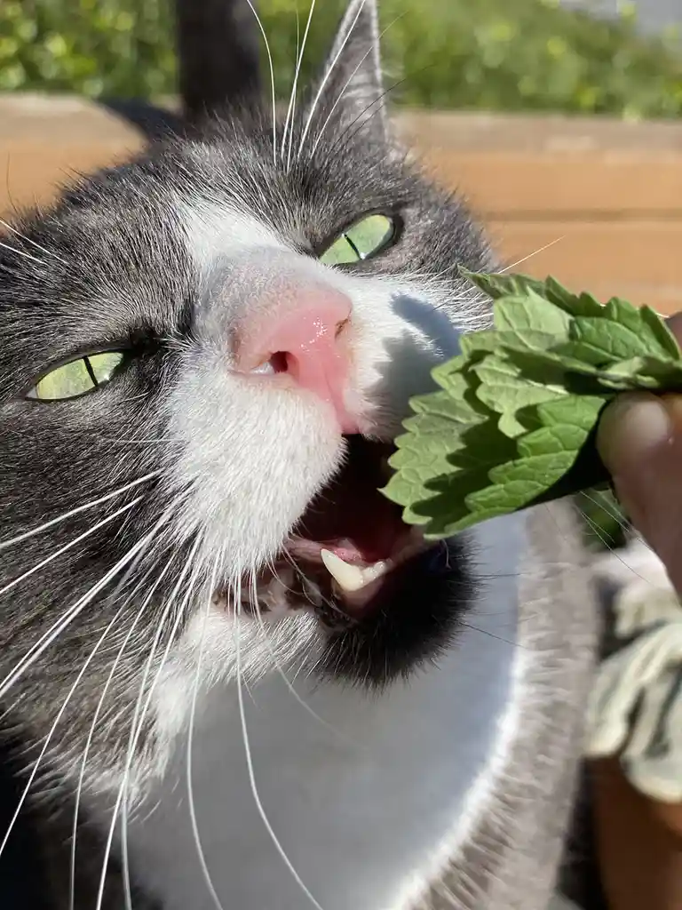 A close-up photo shows a gray and white cat with green eyes and long white whiskers, its mouth open as it bites into a green…