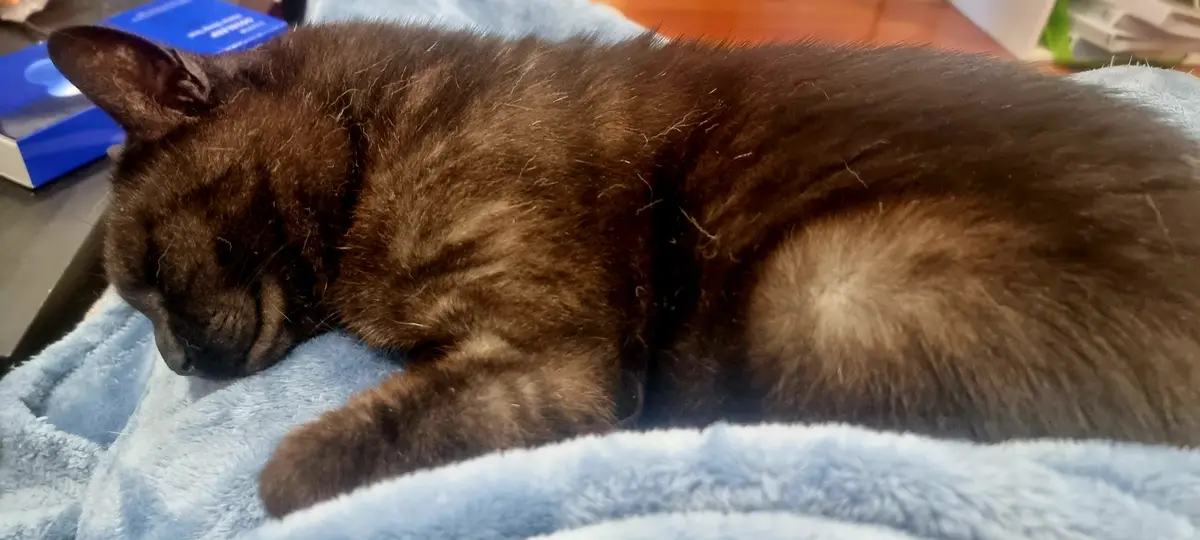 A dark brown cat is curled up and sleeping soundly on a light blue fluffy blanket. The cat's eyes are closed, and its body…