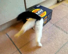 A sequence of six images shows a black-and-white cat energetically stretching and twisting its body while lying on its back…