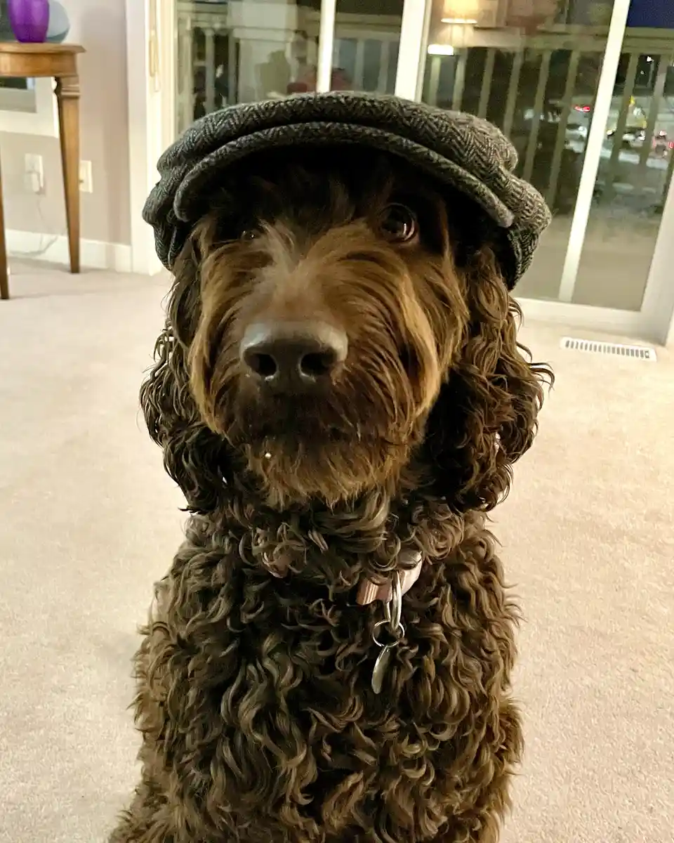 A brown, curly-haired dog wearing a dark grey flat cap sits indoors on a carpeted floor, looking directly at the camera with…