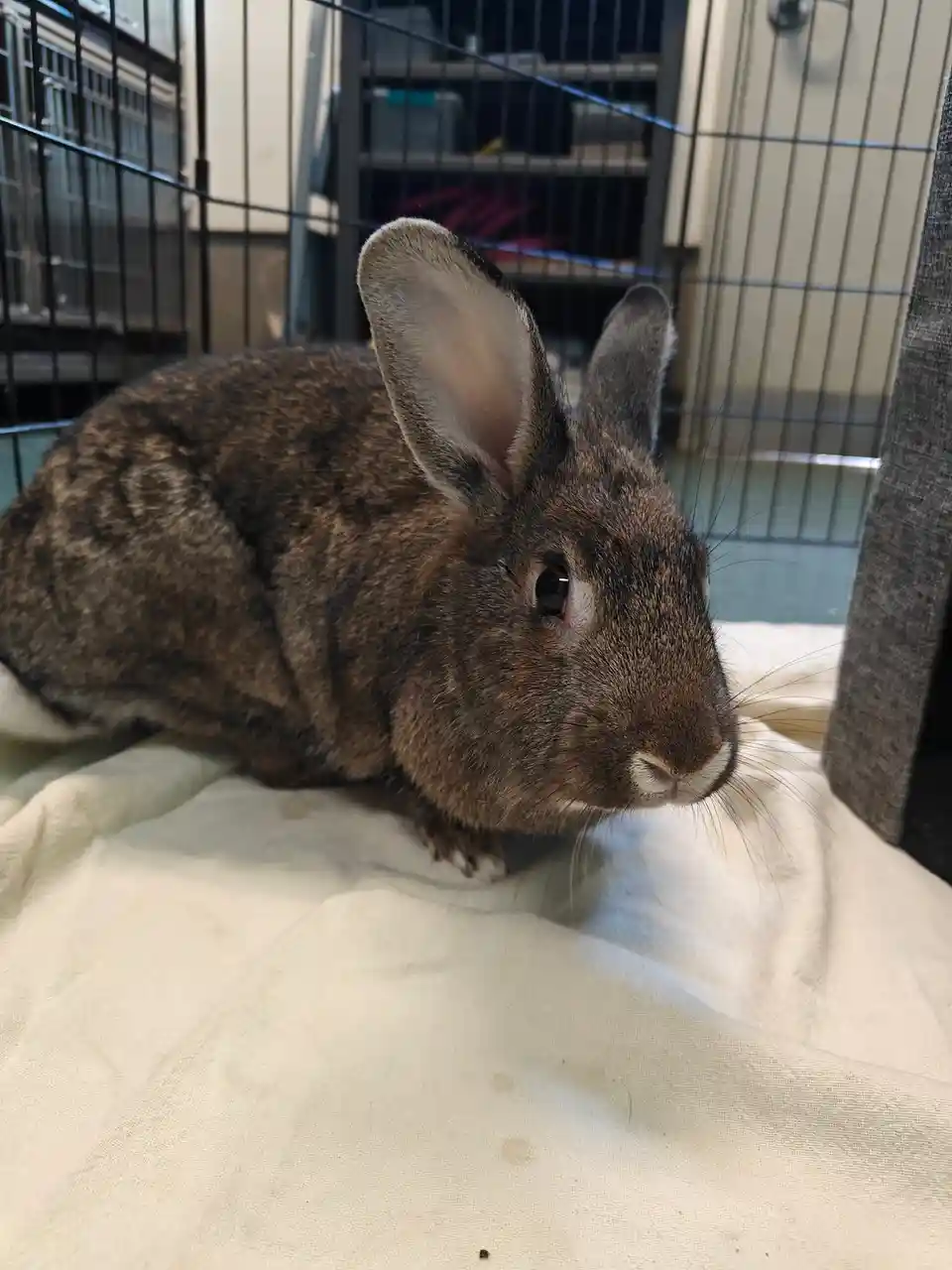 A brown rabbit with large ears sits calmly on a white blanket inside a black wire cage, looking slightly to the side. The…
