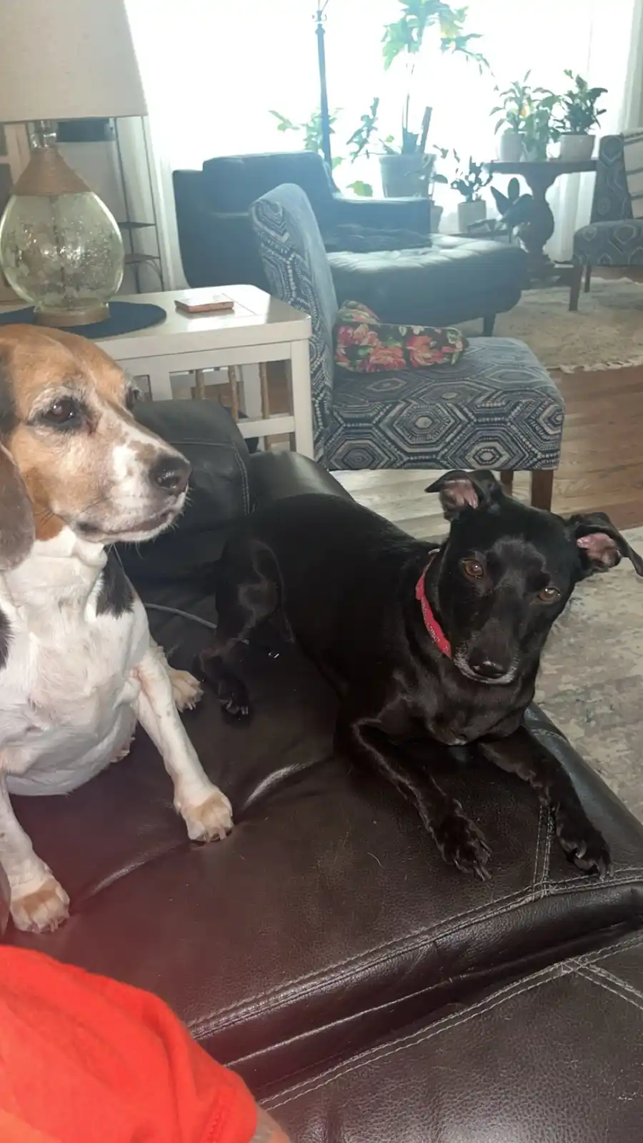 Two dogs sit on a brown leather couch in a living room; a beagle on the left looks away while a black dog with a red collar…