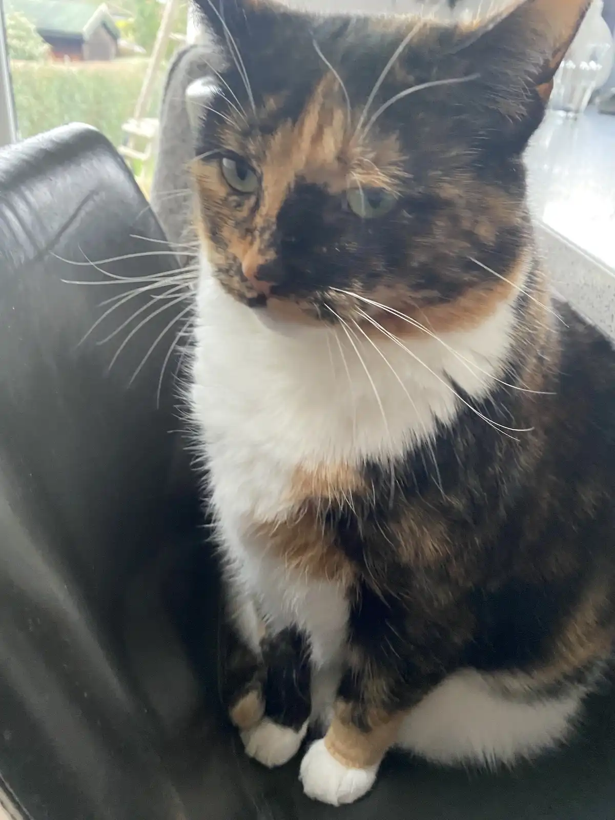 A calico cat with black, orange, and white fur sits on a black leather couch, looking directly at the camera with a slightly…