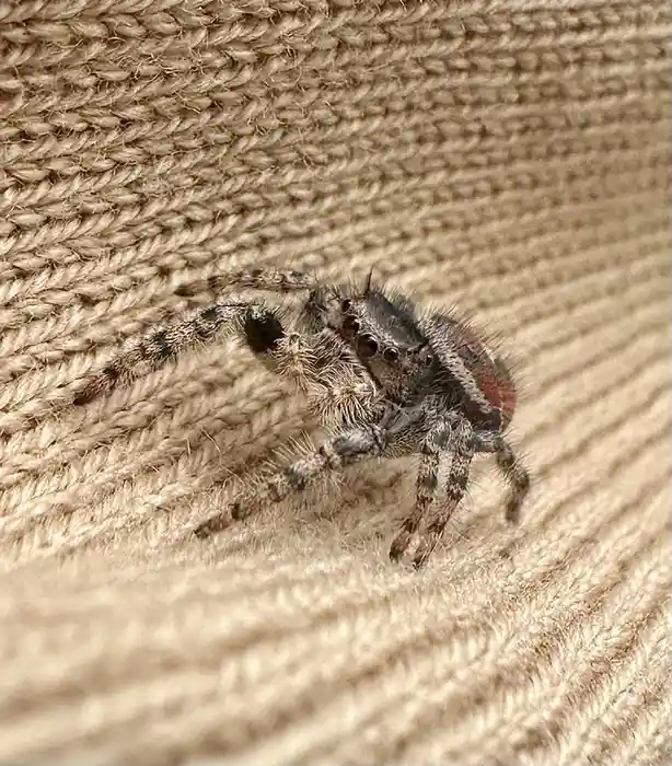 A close-up photo shows a fuzzy, patterned jumping spider with large eyes and a red patch on its abdomen, sitting on a…
