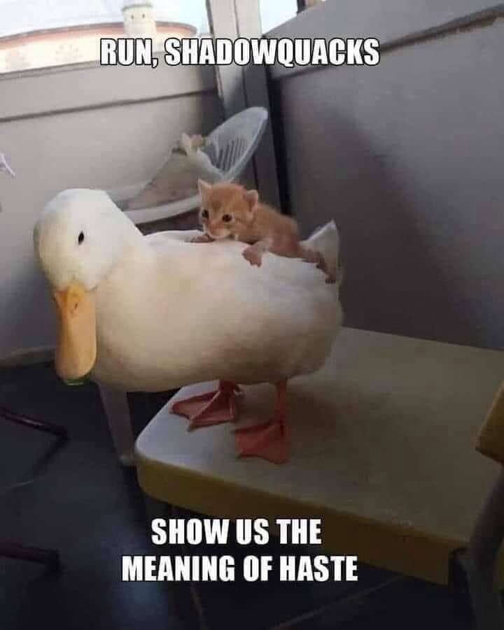 A small orange kitten is perched on the back of a white duck standing on a yellow chair. The duck looks forward with a calm…