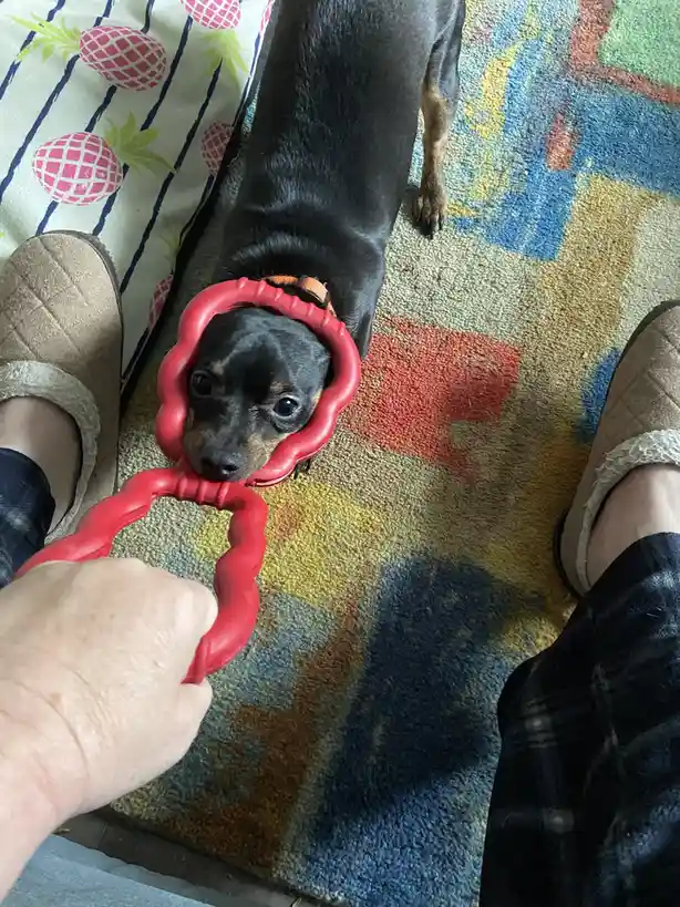 A small black and tan dog is shown from above, looking up with wide eyes as a person's hand holds a red, twisted plastic toy…