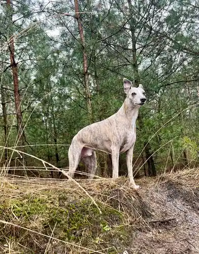 A slender, brindle-coated greyhound stands alert in a pine forest, surrounded by dry grass and mossy ground. The dog looks…