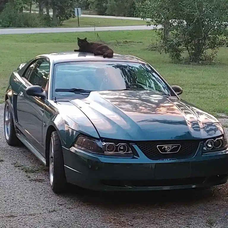 A dark-colored cat is lounging comfortably on the roof of a teal Ford Mustang parked on a gravel surface, with grass and…
