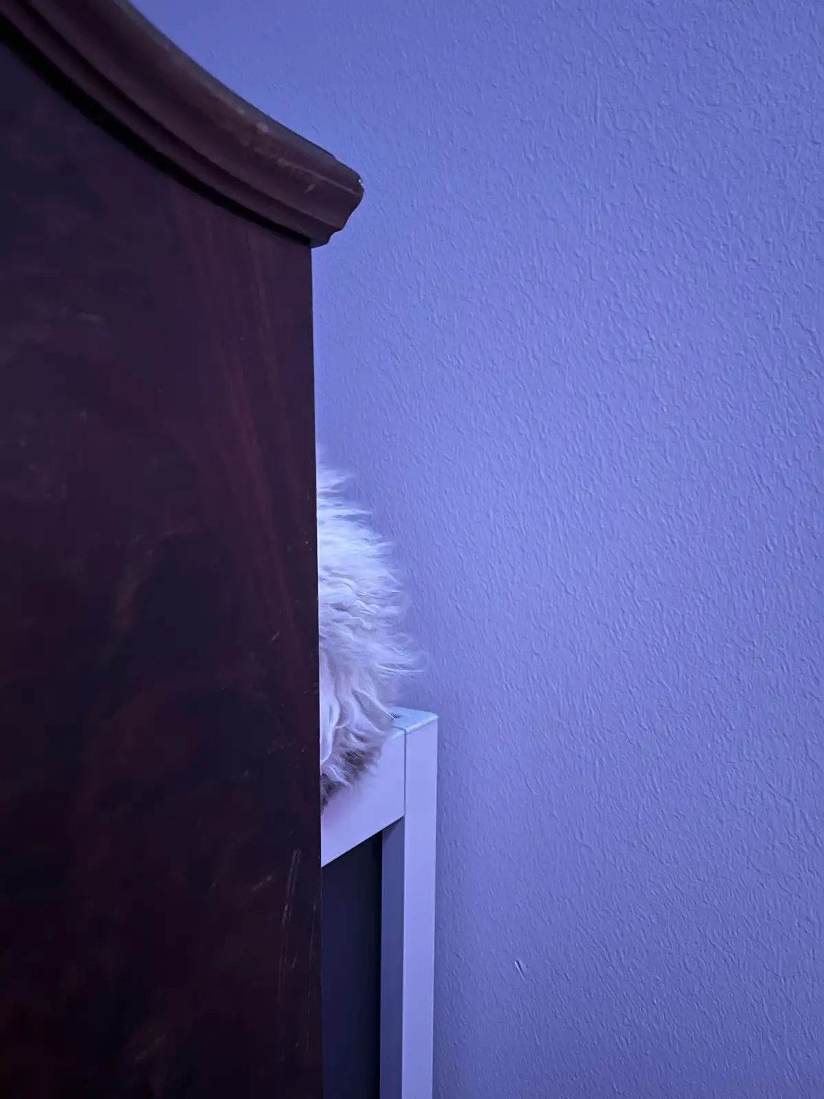 A fluffy white animal, likely a dog, peeks out from behind a dark wooden piece of furniture, partially visible on a white…