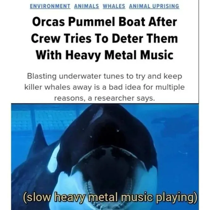 A news article headline reads 'Orcas Pummel Boat After Crew Tries To Deter Them With Heavy Metal Music,' with a subheading…