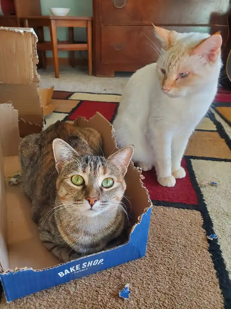 A tabby cat with bright green eyes sits inside a torn blue cardboard bakery box, looking directly at the camera. Beside it…
