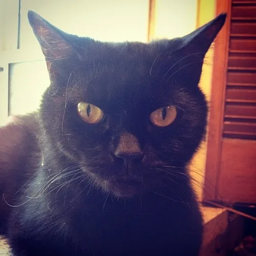 a close-up photo of a black cat with wide, intense yellow eyes staring directly at the camera, conveying a stern or…