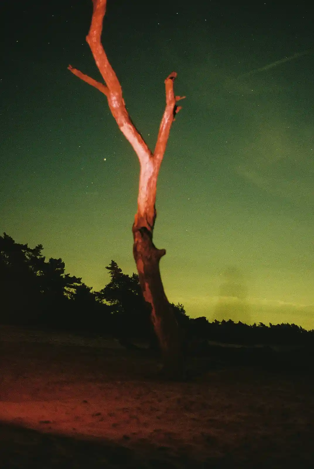 A lone, leafless tree with a reddish-brown trunk stands against a dark, starry sky with a greenish-yellow glow near the…