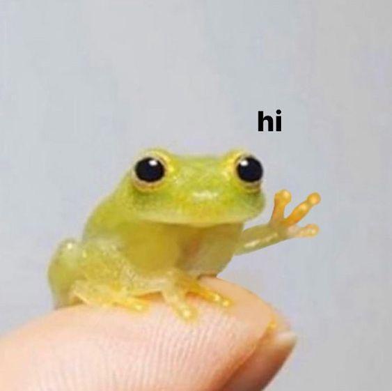 A tiny, translucent green frog with large black eyes sits on a human fingertip, waving one of its front legs. The word 'hi'…
