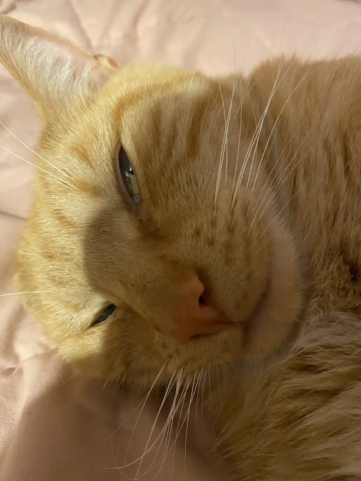 A close-up photo of a ginger cat lying on a pink surface, looking sleepy with half-closed eyes and a relaxed expression. The…